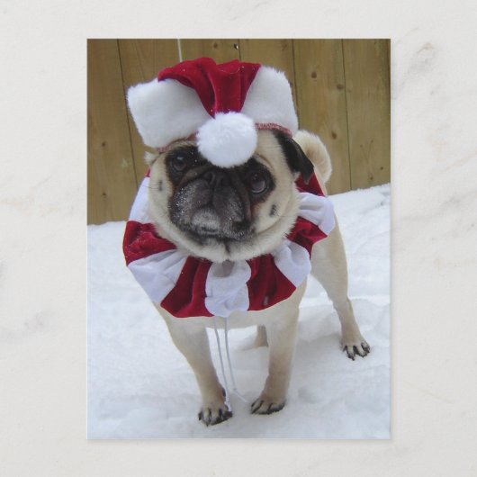 Christmas Holiday Pug in Snow Feiertagspostkarte (Vorderseite)