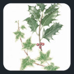 Christmas Holly & Ivy Sprigs Botanische Stickers<br><div class="desc">Weihnachten Holly & Ivy Sprigs Botanische Wasserfarben-Holly und Efeu Sprigs in einem botanischen Stil Wasserfarbe,  ein ideales Design für Weihnachten!</div>