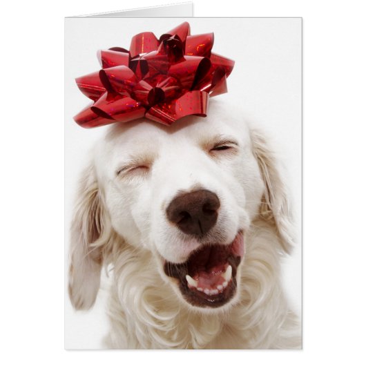 CHRISTMAS KARTE WHITE RETRIEVENT with RED BOW (Vorne)