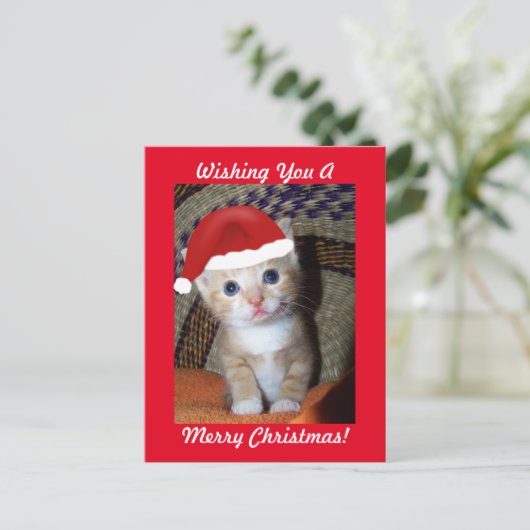 Christmas Kitten Postcard Feiertagspostkarte (Stehend Vorderseite)