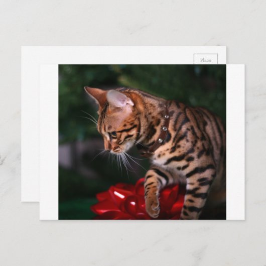 Christmas Kitty Foto Feiertagspostkarte (Vorne/Hinten)