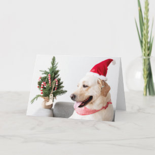 CHRISTMAS LABRADOR WITH CHRISTMAS KARTE
