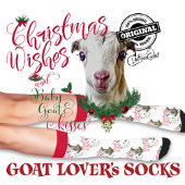 Christmas LaMancha Baby Goat wünscht sich Socken
