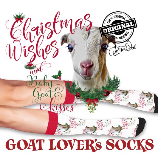 Christmas LaMancha Baby Goat wünscht sich Socken
