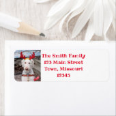 Christmas Ollie (Insitu)