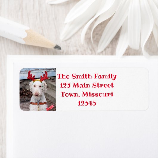 Christmas Ollie (Insitu)