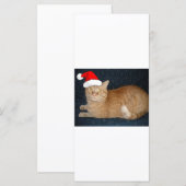 Christmas Orange Tabby Cat (Vorne/Hinten)