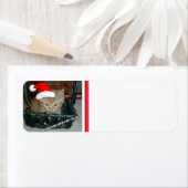 Christmas Orange Tabby Kitten (Insitu)