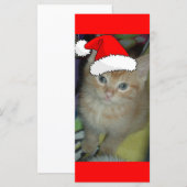 Christmas Orange Tabby Kitten (Vorne/Hinten)