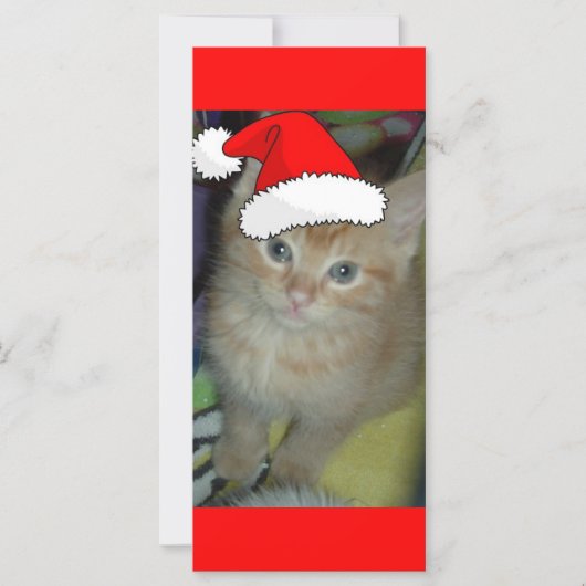 Christmas Orange Tabby Kitten (Vorderseite)