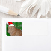 Christmas Orange Tabby Kitten (Insitu)