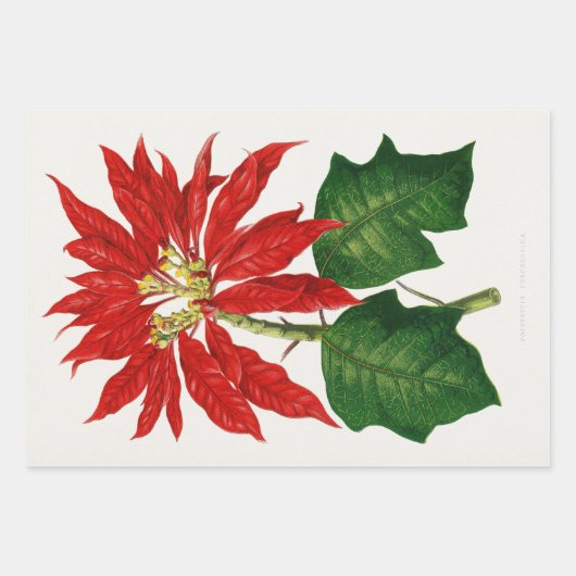 Christmas Poinsetta Blume Red Decoupage Geschenkpapier Set (Vorderseite 3)