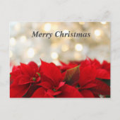 Christmas Poinsetta Postkarte (Vorderseite)