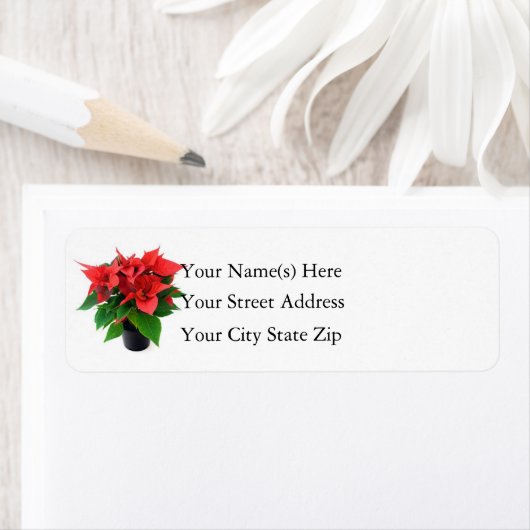 Christmas Poinsettia (Insitu)