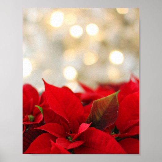 Christmas Poinsettia Poster (Vorne)