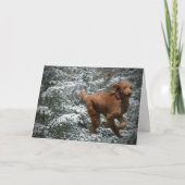 Christmas Poodle Feiertagskarte (Vorderseite)