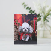 Christmas - Poodle - Lilly Feiertagspostkarte (Stehend Vorderseite)