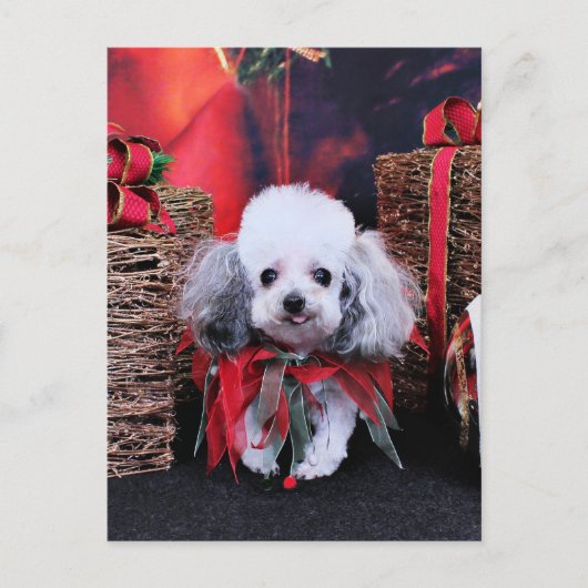 Christmas - Poodle - Lilly Feiertagspostkarte (Vorderseite)