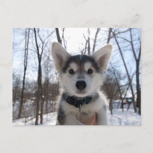 Christmas Puppy Feiertagspostkarte (Vorderseite)