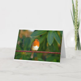 Christmas Robin Feiertagskarte