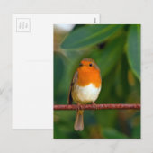 Christmas Robin Feiertagspostkarte (Vorne/Hinten)