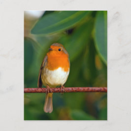 Christmas Robin Feiertagspostkarte