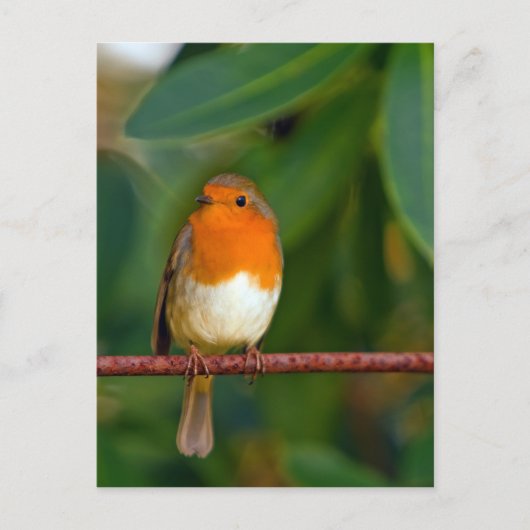 Christmas Robin Feiertagspostkarte (Vorderseite)