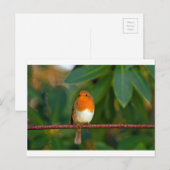 Christmas Robin Feiertagspostkarte (Vorne/Hinten)