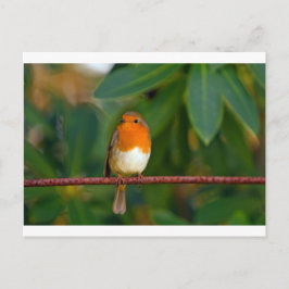 Christmas Robin Feiertagspostkarte