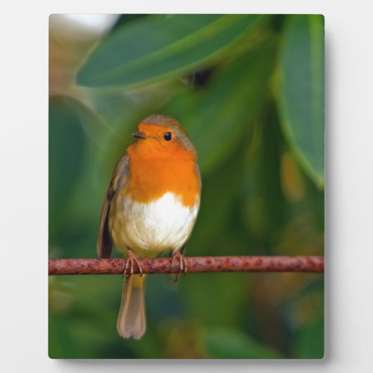 Christmas Robin Fotoplatte (Vorderseite)