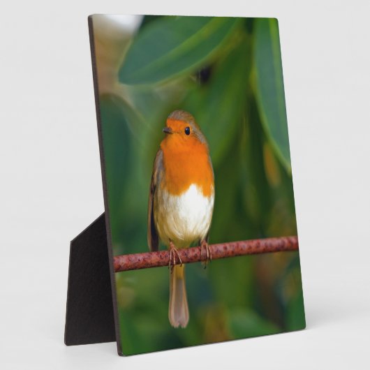 Christmas Robin Fotoplatte (Seite)