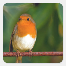 Christmas Robin Quadratischer Aufkleber