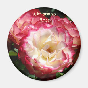 CHRISTMAS ROSE MAGNET Rosa Rosenmagnete