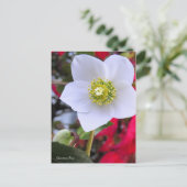 Christmas Rose [Postcard] Postkarte (Stehend Vorderseite)