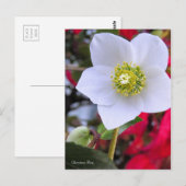 Christmas Rose [Postcard] Postkarte (Vorne/Hinten)