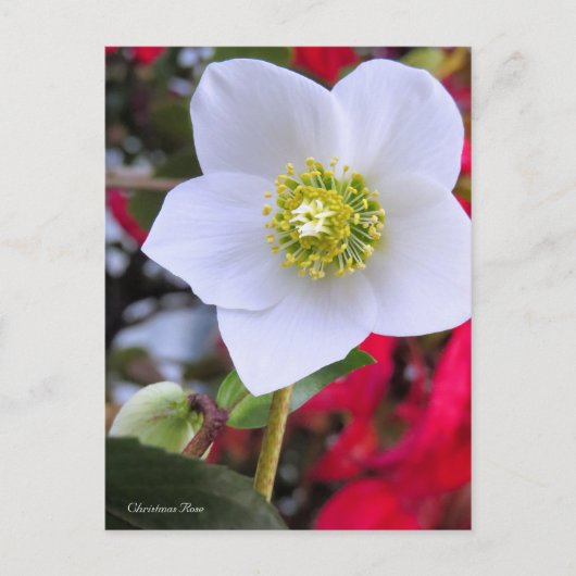 Christmas Rose [Postcard] Postkarte (Vorderseite)