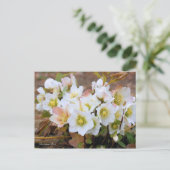 Christmas Rose [Postcard] Postkarte (Stehend Vorderseite)