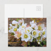 Christmas Rose [Postcard] Postkarte (Vorne/Hinten)