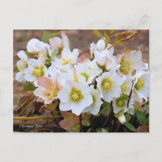 Christmas Rose [Postcard] Postkarte (Vorderseite)