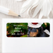 Christmas Rottweiler (Insitu)