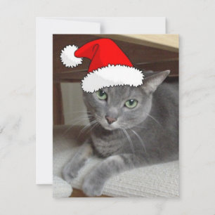 Christmas Russian Blue Gray Cat Feiertagskarte