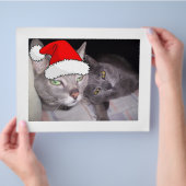 Christmas Russian Blue Gray Cats Flyer (Hand)