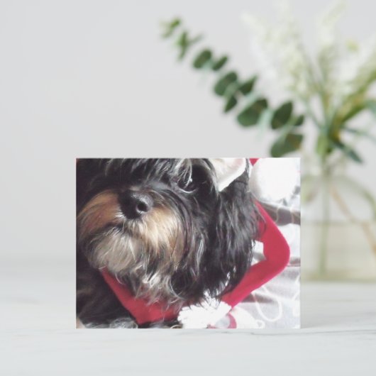 Christmas Shih Poo Feiertagspostkarte (Stehend Vorderseite)