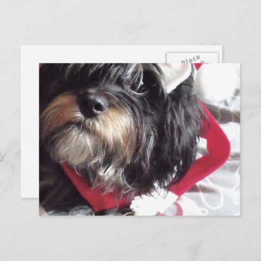 Christmas Shih Poo Feiertagspostkarte (Vorne/Hinten)