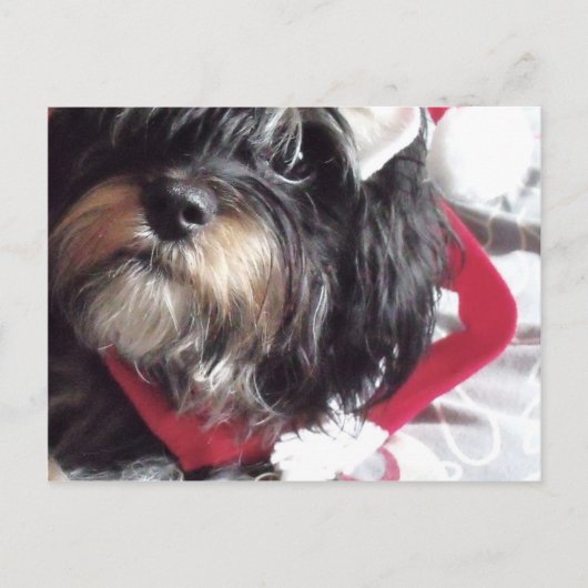 Christmas Shih Poo Feiertagspostkarte (Vorderseite)