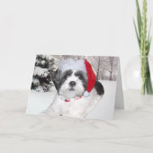 Christmas Shih Tzu Feiertagskarte (Vorderseite)