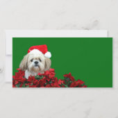 Christmas Shih Tzu Feiertagskarte (Vorderseite)