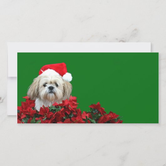 Christmas Shih Tzu Feiertagskarte (Vorderseite)