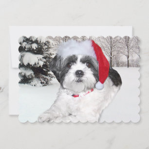 Christmas Shih Tzu in Snow Feiertagskarte