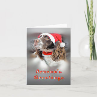 Christmas Springer Spaniel Karte